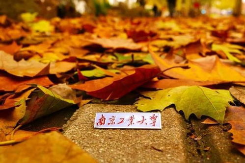 南京工業(yè)大學 百廿育才，鑄就科技與產(chǎn)業(yè)輝煌——慶祝建校119周年